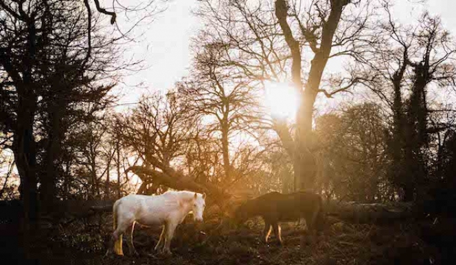 Destination of the Week: New Forest