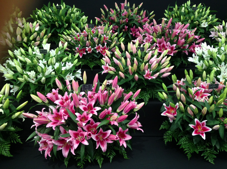 Best flowers chelsea flower show 2015