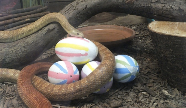 Easter egg hunts in London: Battersea Park Children's Zoo