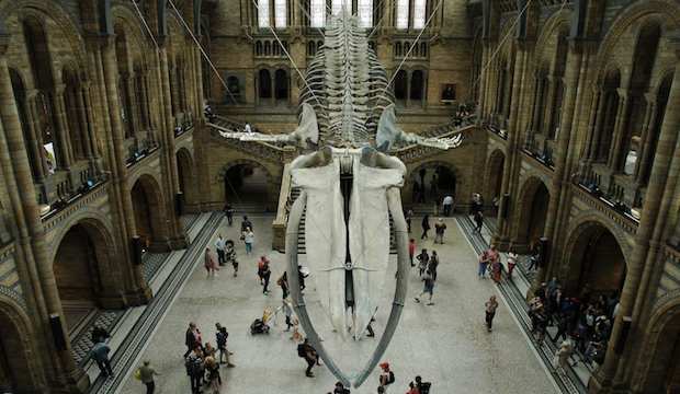 Best Museums in London for Families and Kids: The Natural History Museum Hope the Whale Whales: Beneath the Surface