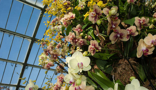 Kew Gardens Orchid Festival 